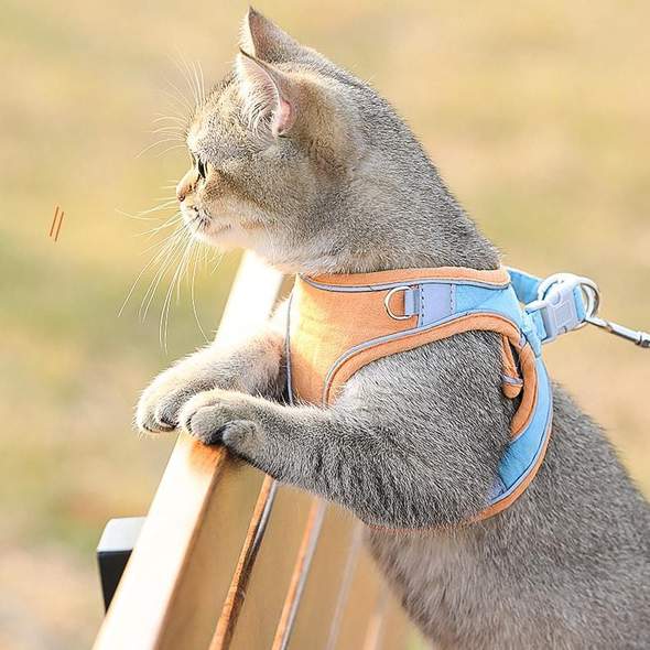 View of Escape-Proof Cat Harness And Leash For Walking – PetParkCo