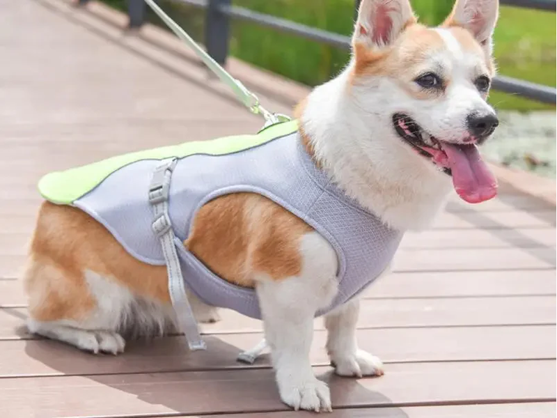 Dog Cooling Solutions: Mats, Vests, and Tips for a Heat-Free Summer