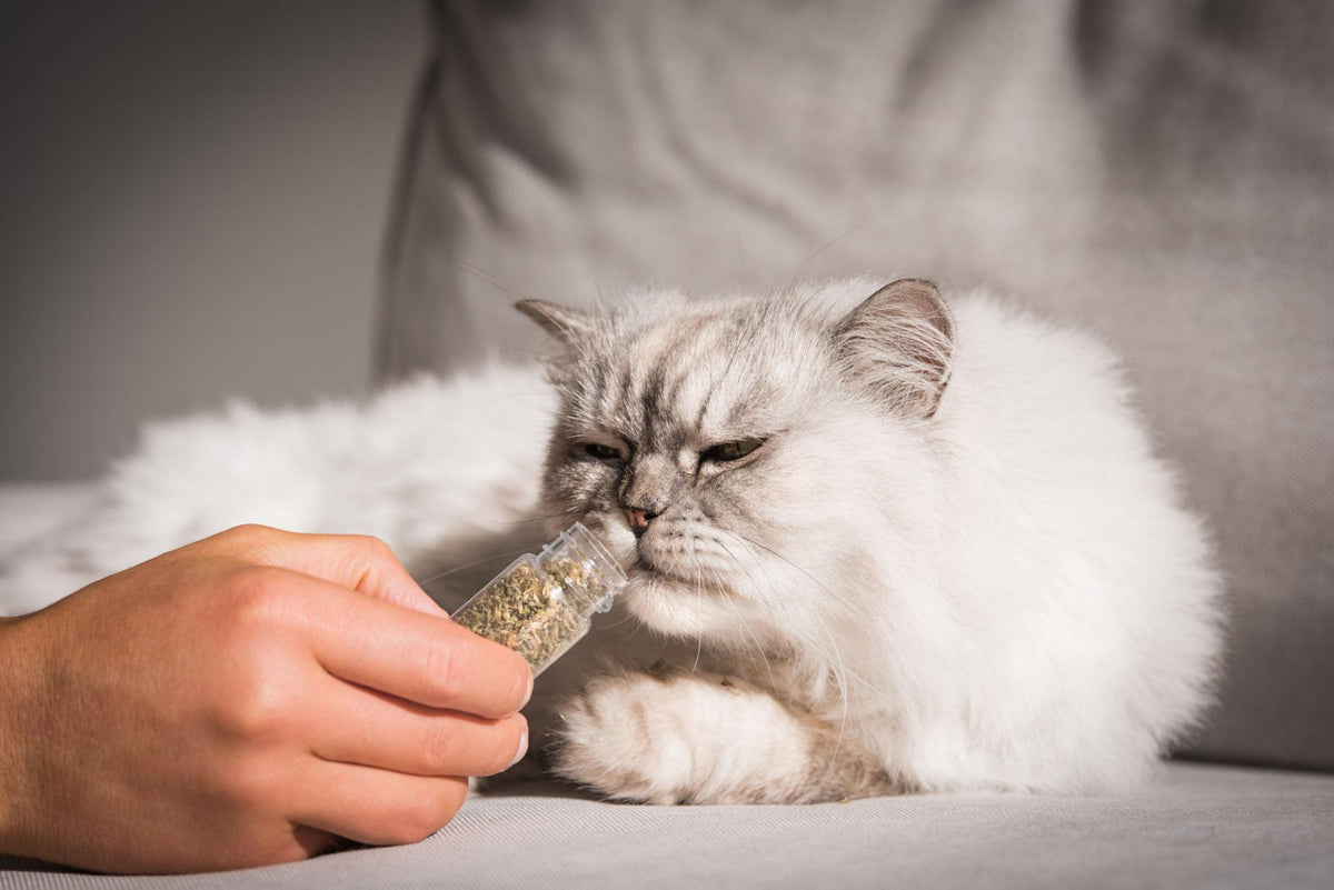 🐾 What Is Catnip? Benefits, Effects & Is It Safe for Cats?