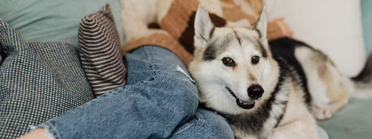 Ask To Pet