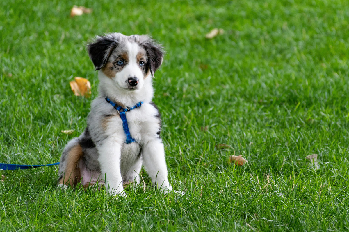 The Hidden Benefits of Daily Walks—for You and Your Dog