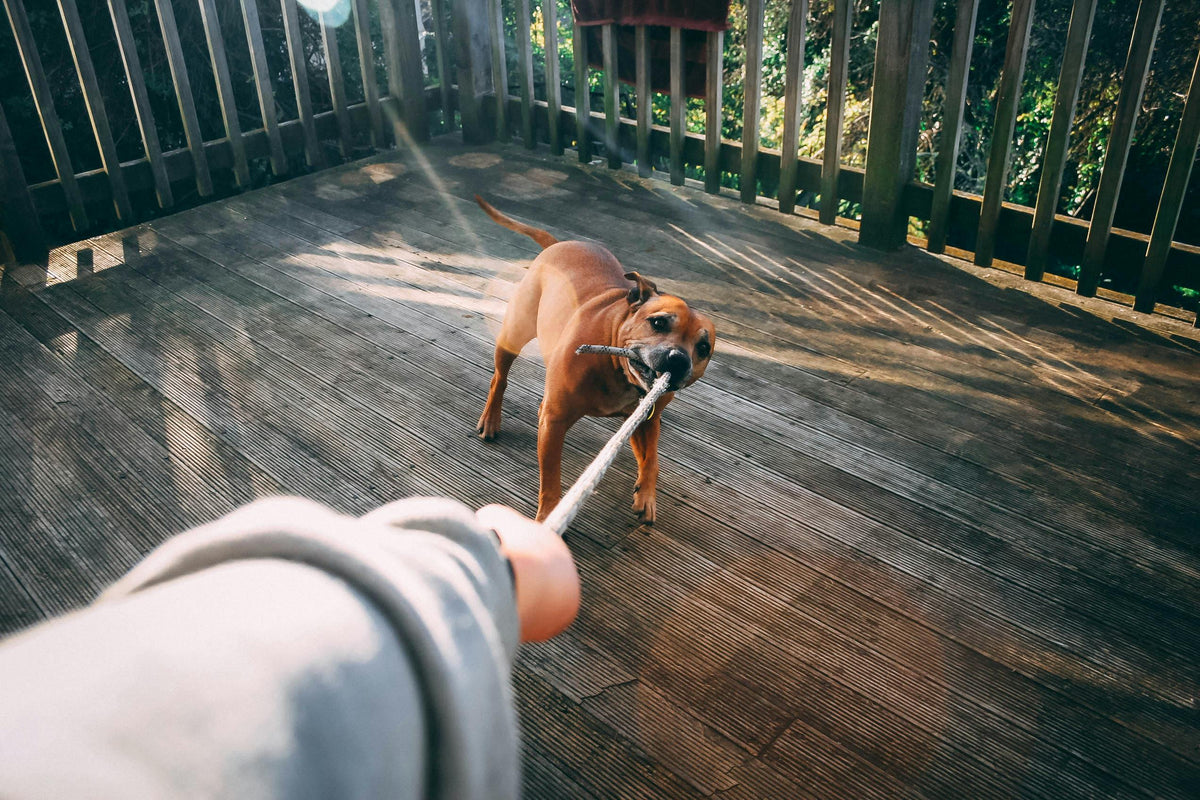 🐾 How to Read Your Dog’s Body Language