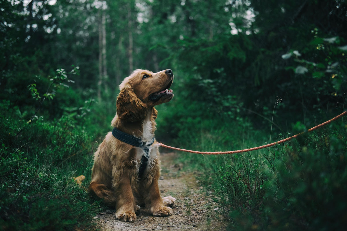 Harness vs. Collar: Which is Safer for Your Dog’s Health?
