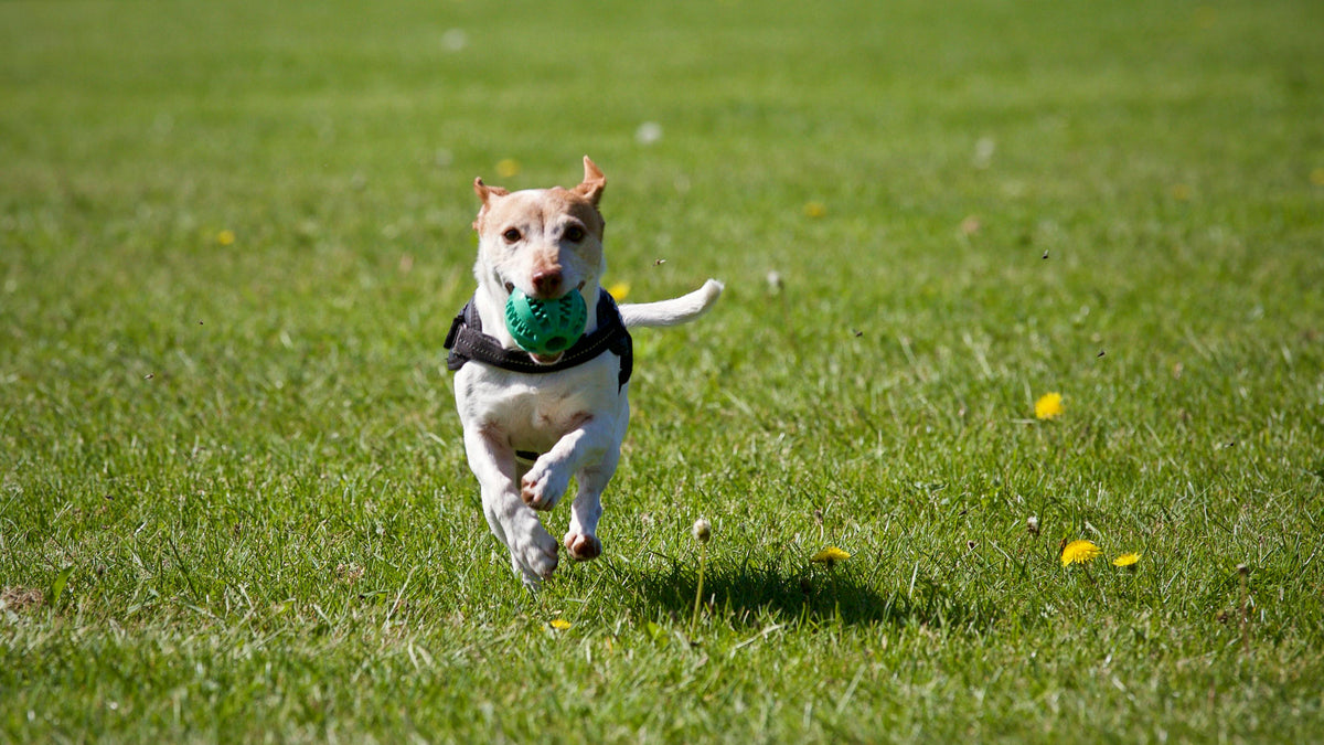 🐾 Find the Perfect Harness for Your Dog