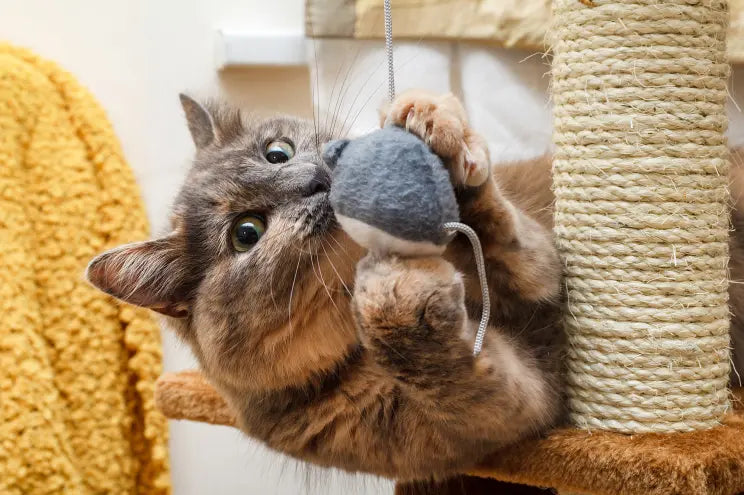 Cat supplies
