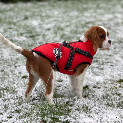Veste d'hiver imperméable pour chien | Manteau réfléchissant avec harnais intégré