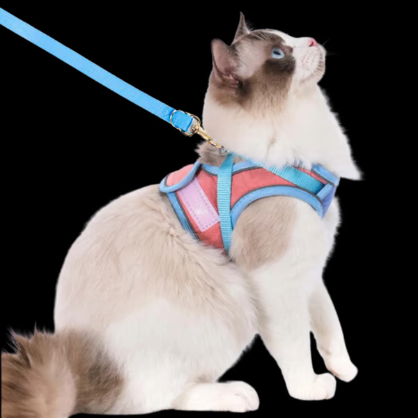 🔥Harnais et Laisse pour Chat😺✨