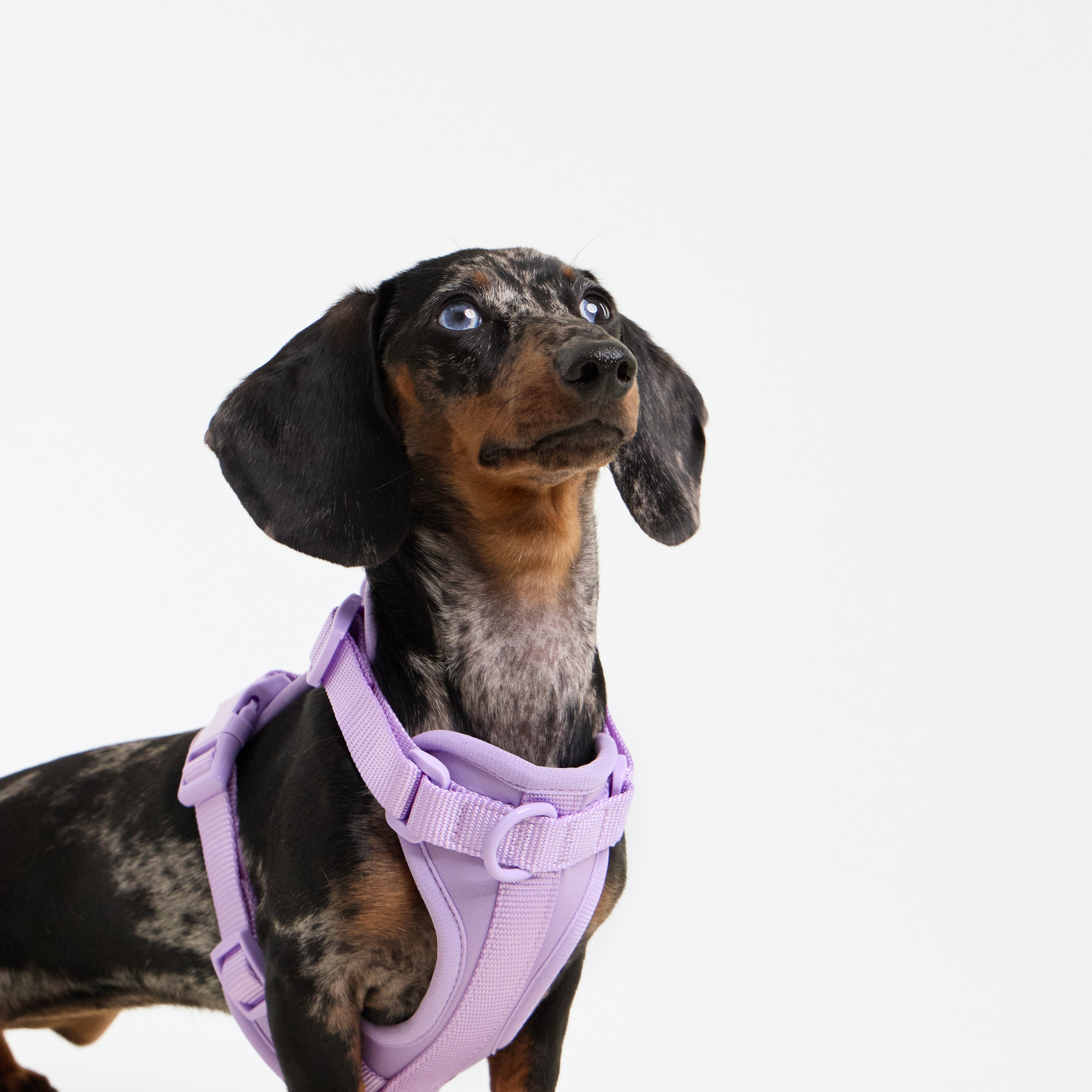 Dachshunds Harness
