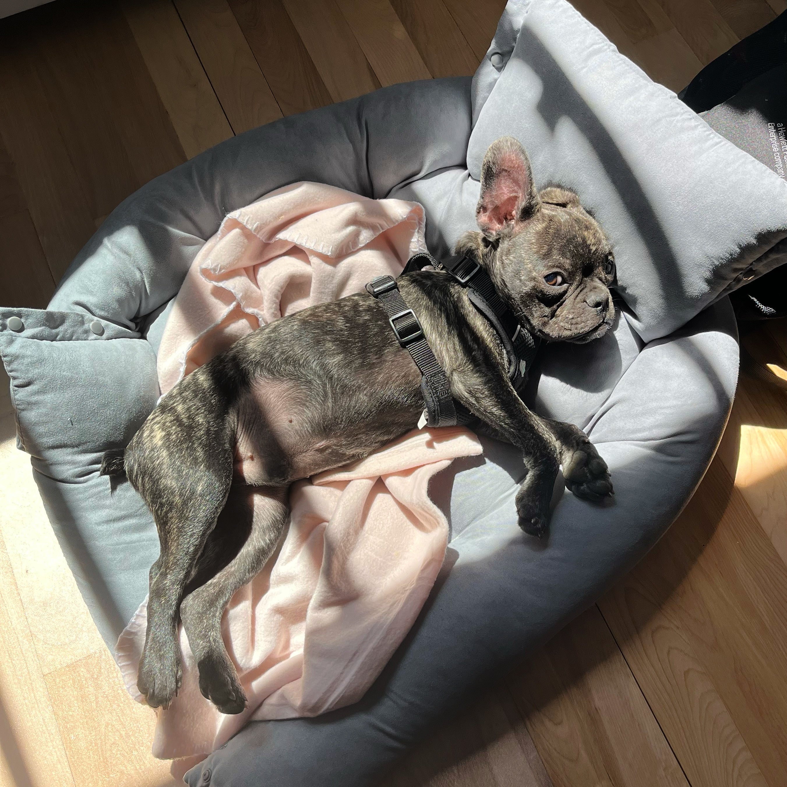 Lit apaisant pour chien, canapé pour chien et tapis pour chien