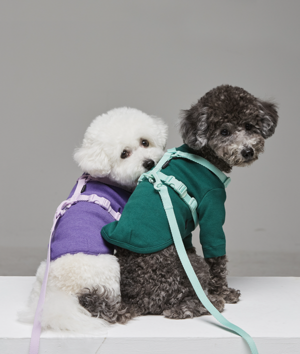 Macaron Pet Harness & Leash