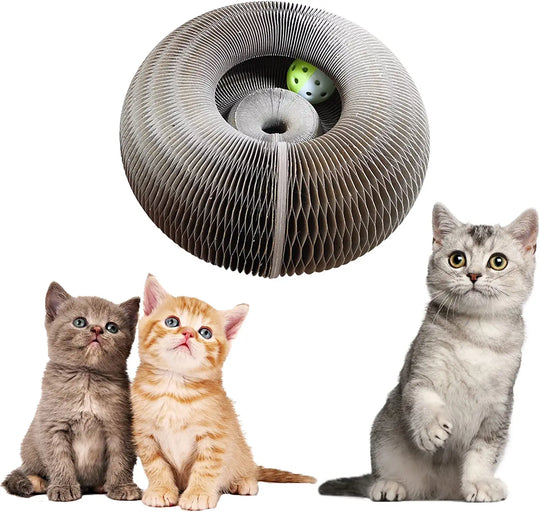 Jouet d'orgue magique pour chatons et chats