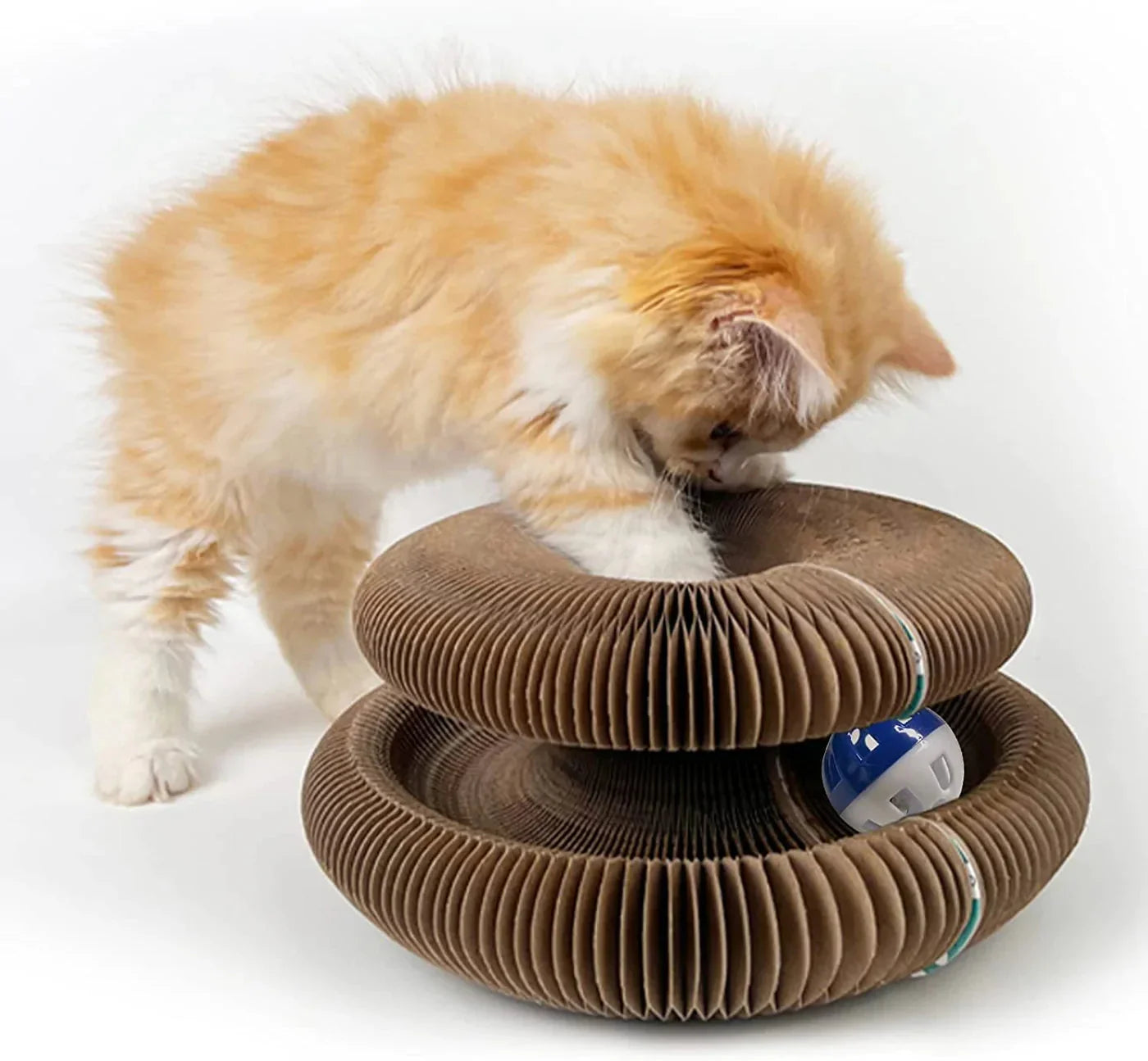 Jouet d'orgue magique pour chatons et chats