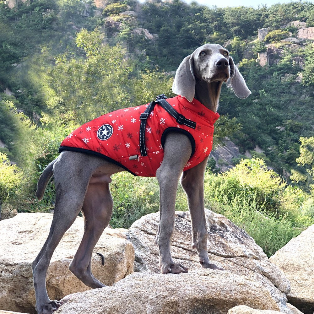 Veste d'hiver imperméable pour chien avec harnais intégré