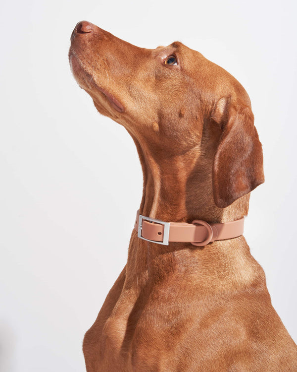 Macaron-Colored Dog Collar