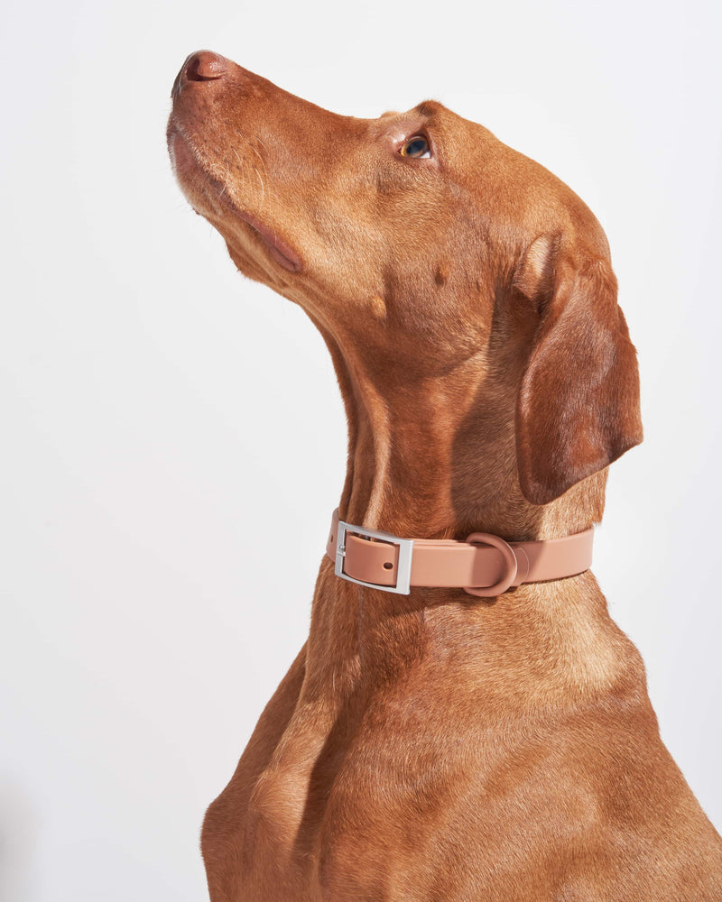 Collier pour chien couleur macaron