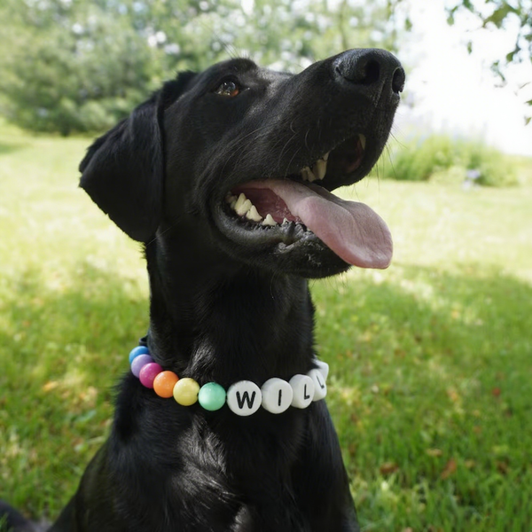 Personalized Beaded Pet Collar with Name – Includes Free Matching Bracelet