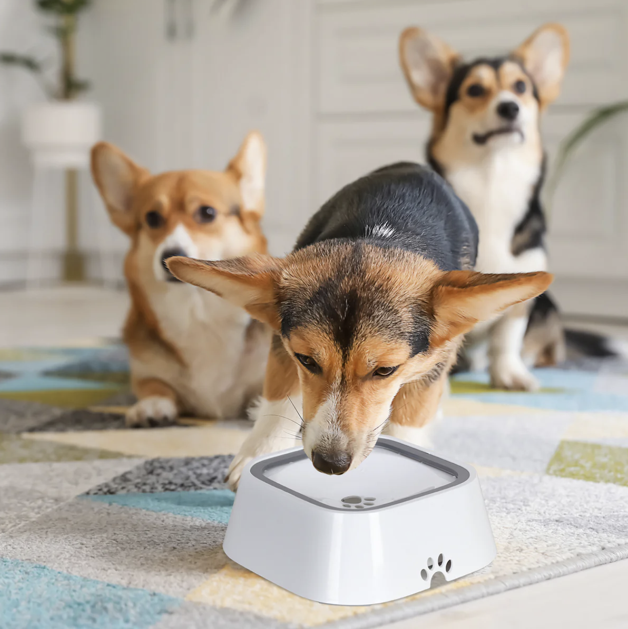 Gamelle anti-éclaboussures pour chiens et chats