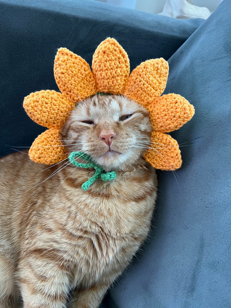 Chapeau de chat tournesol