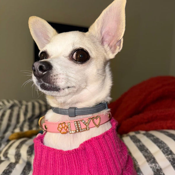 The Personalized Sparkle Collar for Pet